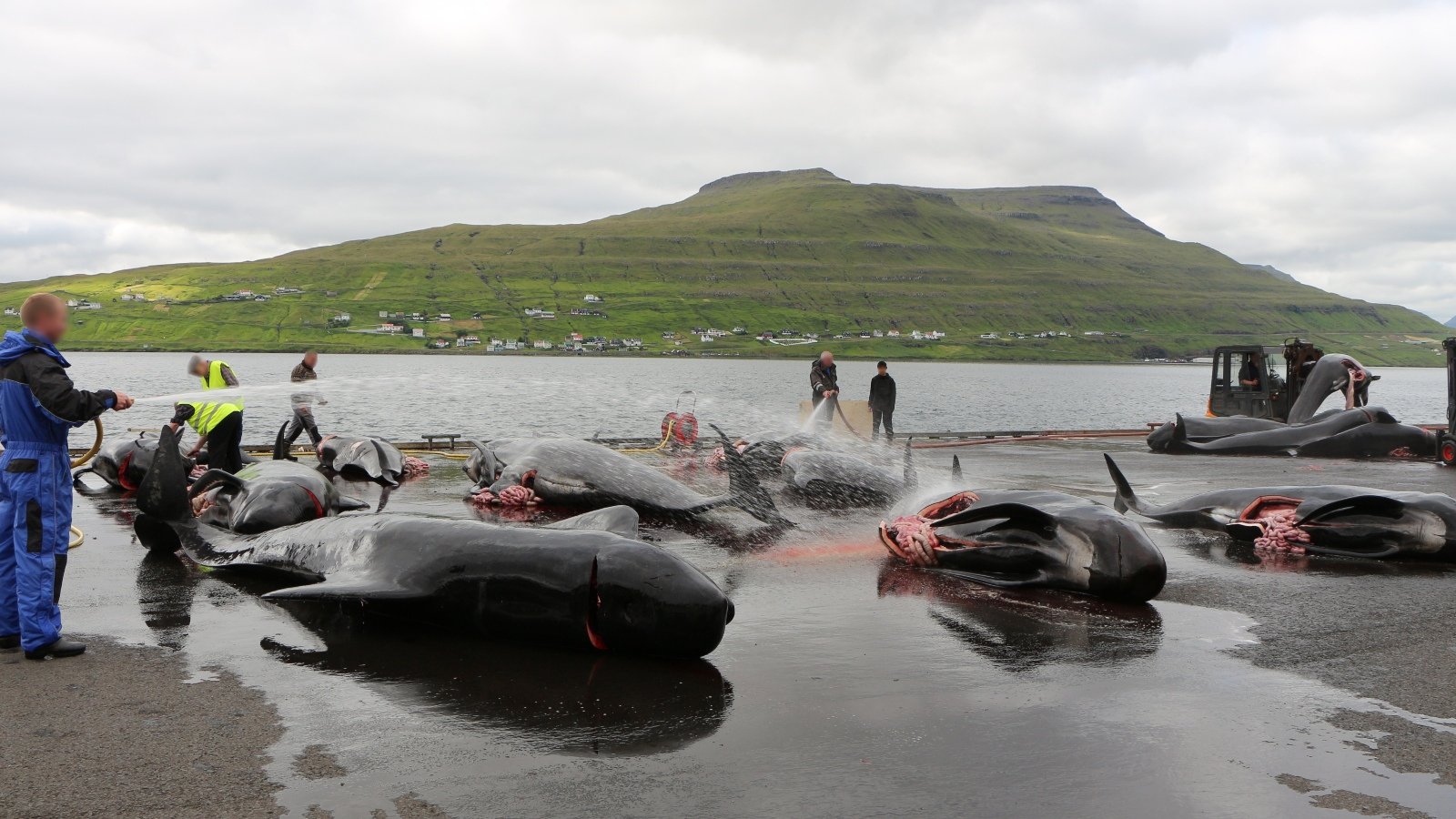 Whaling In The Faroe Islands The 'Grind' Explained Plant Based News