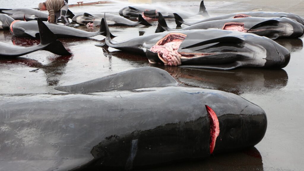 Pilot whales cut open during the Grind in the Faroe Islands