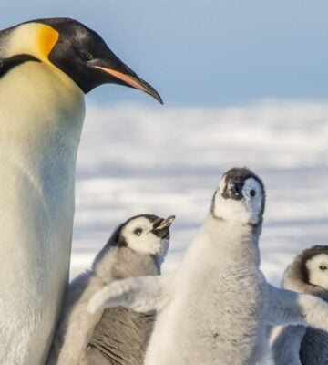 Emperor Penguins Could Be Extinct In 80 Years, Climate Crisis To Blame