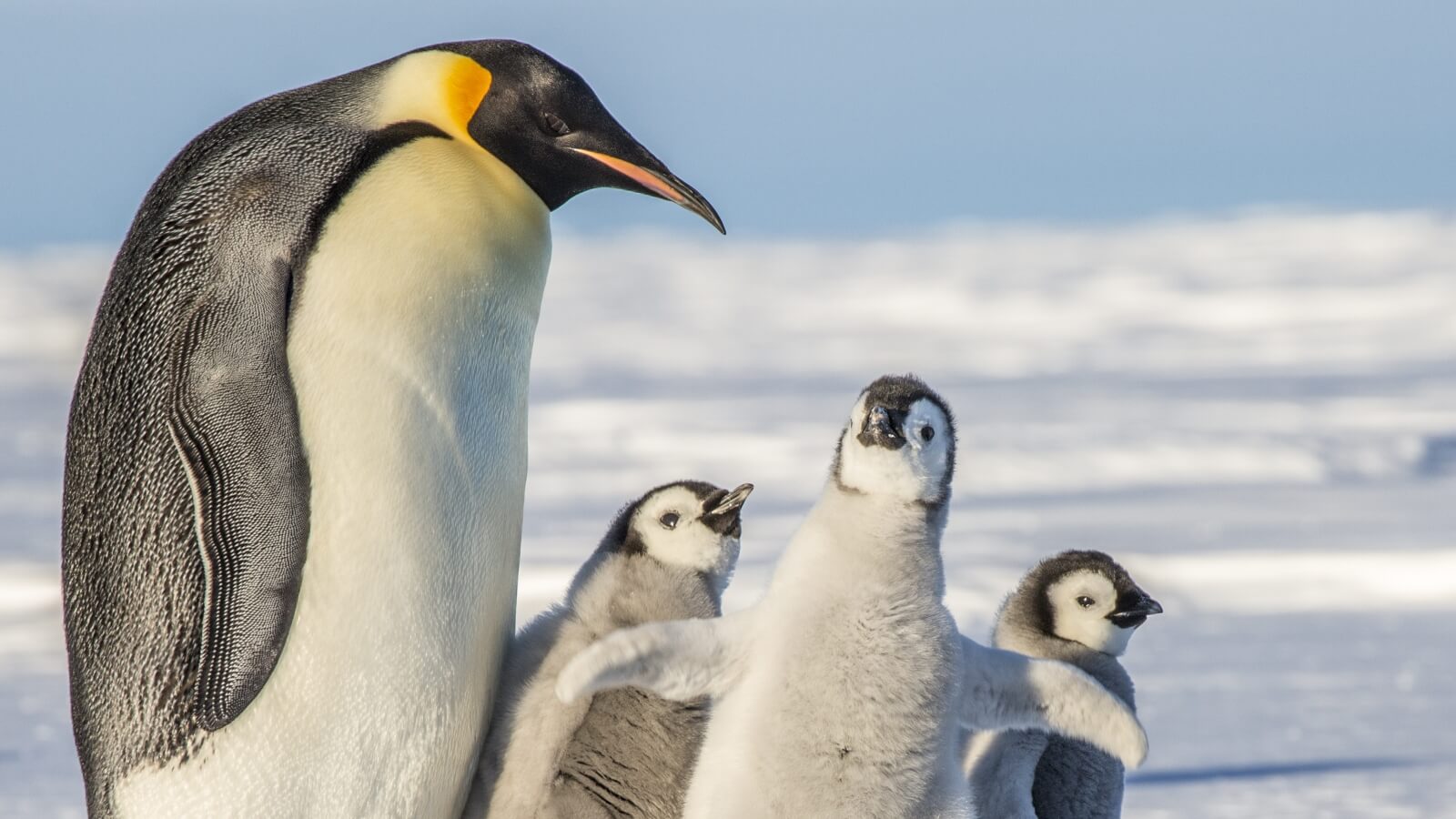 Emperor Penguins Could Be Extinct In 80 Years, Climate Crisis To Blame