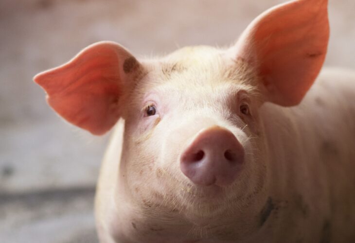 Scientists Are Growing Gene-Edited Organs In Pigs For Human Transplants