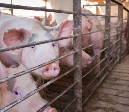 Pork Producers Fight Against Law Improving Mother Pig Welfare