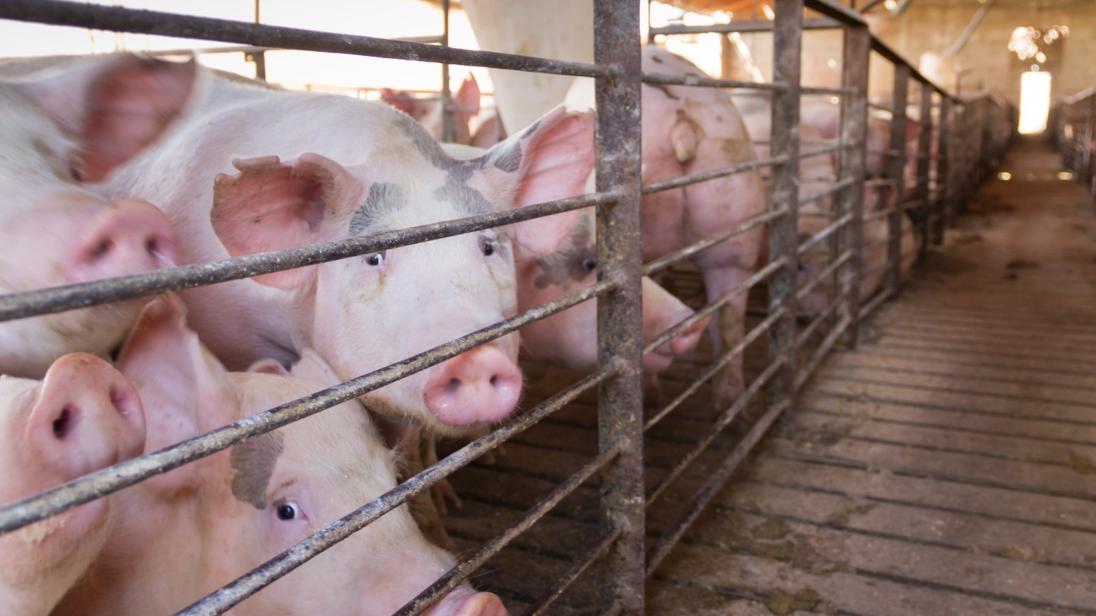 Pork Producers Fight Against Law Improving Mother Pig Welfare
