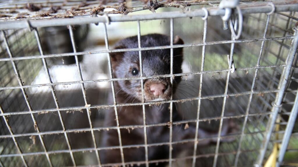 Am I An Animal Extremist? A Response To The Fur Commission USA