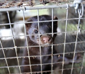 Am I An Animal Extremist? A Response To The Fur Commission USA