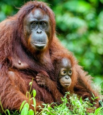 A baby orangutan sitting with their mother