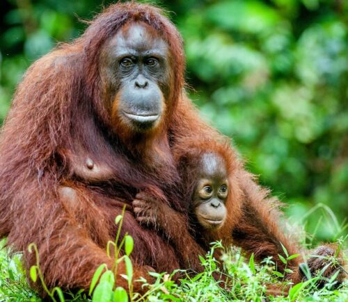 A baby orangutan sitting with their mother