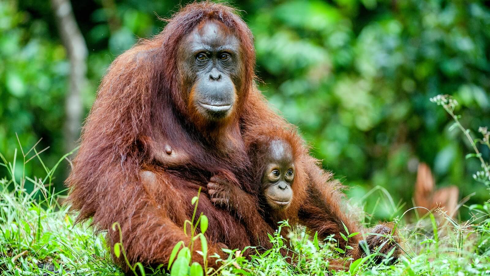 A baby orangutan sitting with their mother