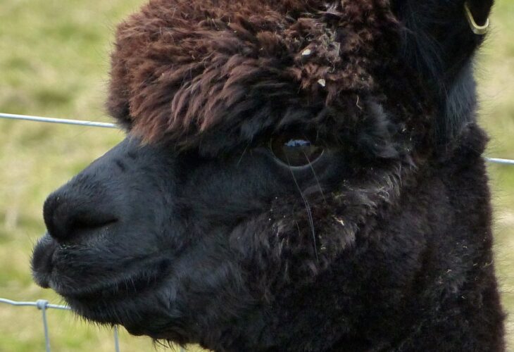 ‘World’s Most Famous’ Alpaca Killed By Government After Losing 4-Year Legal Battle