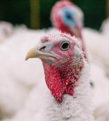 New Footage Reveals ‘Horrific’ Animal Cruelty At ‘Humane’ Turkey Farm