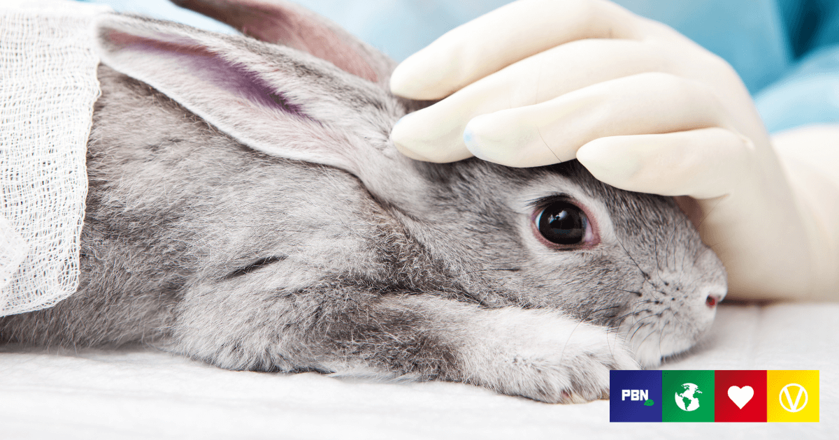 Animal Testing For Cosmetics Could Return To The UK After Being Banned For 20 Years - Plant Based News Animal Testing For Cosmetics Could Return To The UK After Being Banned For 20 Years - Plant Based News
