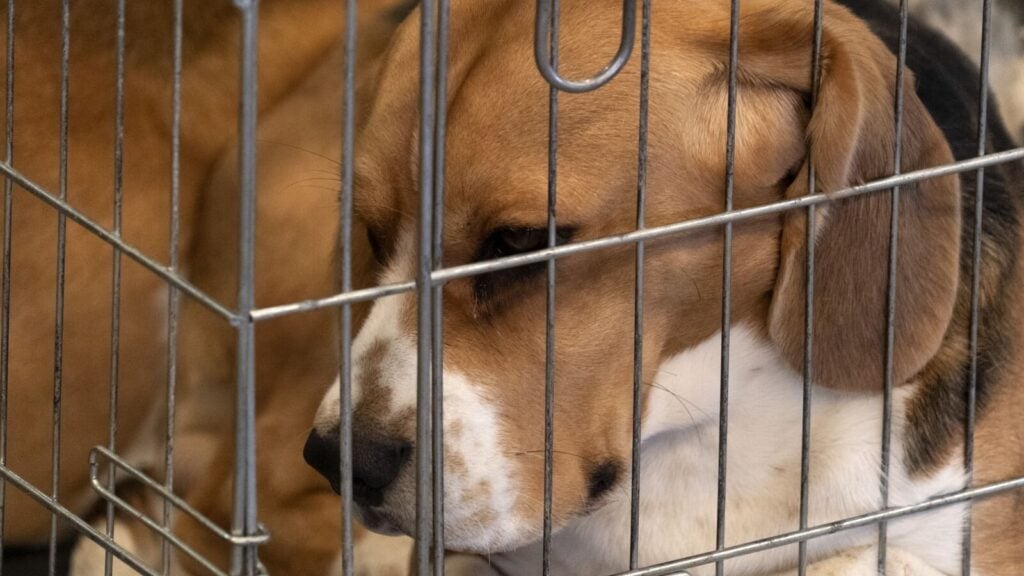 are dogs used for animal testing in the uk