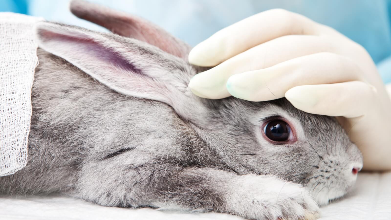 Animal experiments cosmetics rabbit