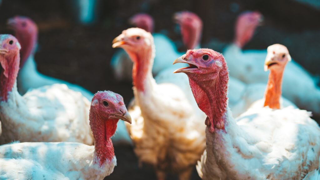 New Footage Reveals ‘Horrific’ Animal Cruelty At ‘Humane’ Turkey Farm