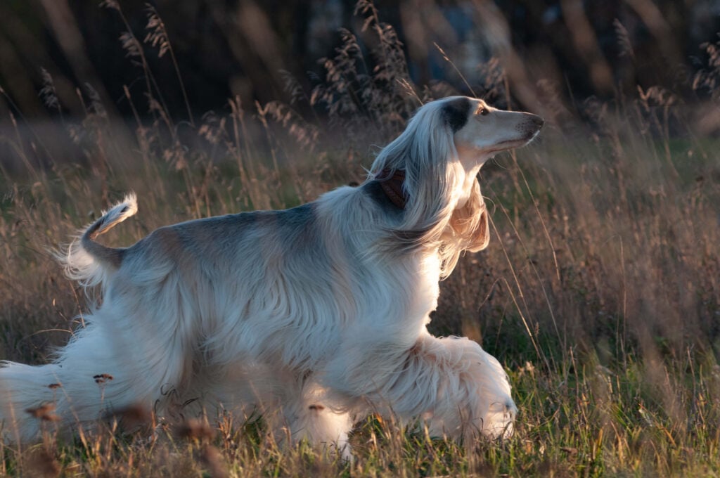 afghan dog walking on grass