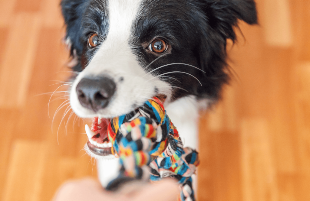 playful border collie dog