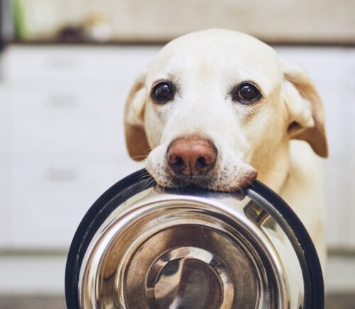 labrador holding a pet food bowl in their mouth