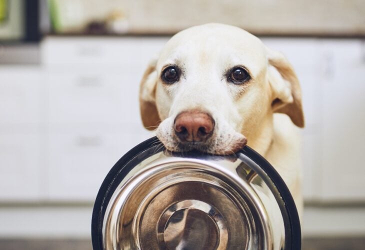 Could A Vegan Diet Actually Be Better For Dogs Than Meat?
