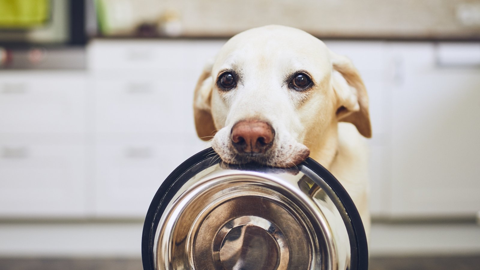 labrador holding a pet food bowl in their mouth