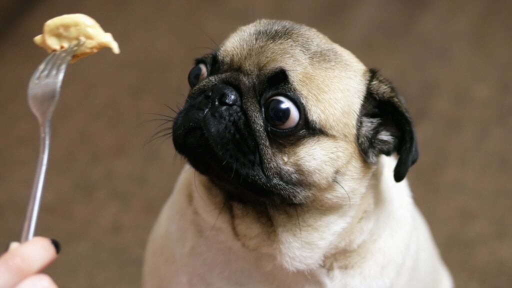 pug looking at food