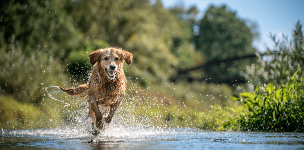 playful dog running through water energetically