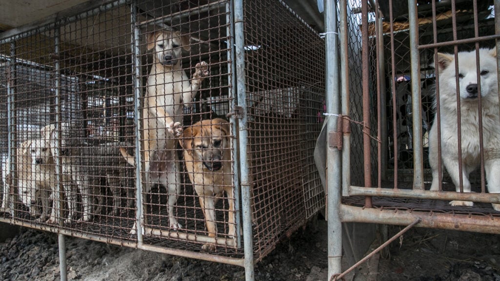 Moon Jae-in, president of South Korea, is hinting at banning the controversial dog meat trade across the country. This is with a view to boosting animal welfare systems, in a move welcomed by campaigners.