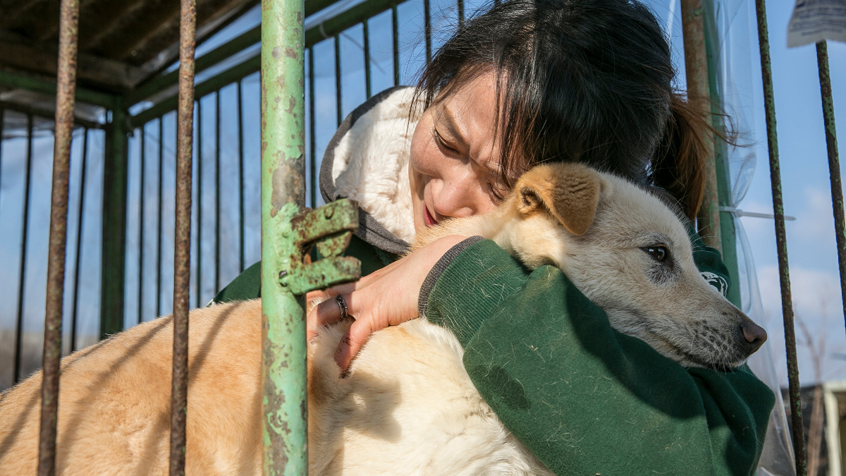 Moon Jae-in, president of South Korea, is hinting at banning the controversial dog meat trade across the country. This is with a view to boosting animal welfare systems, in a move welcomed by campaigners.