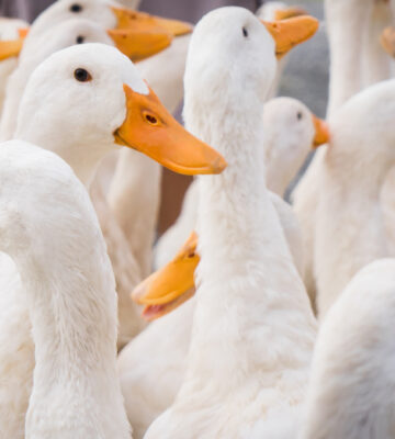 'Horrific abuse' on major UK duck farm prompts prosecution calls