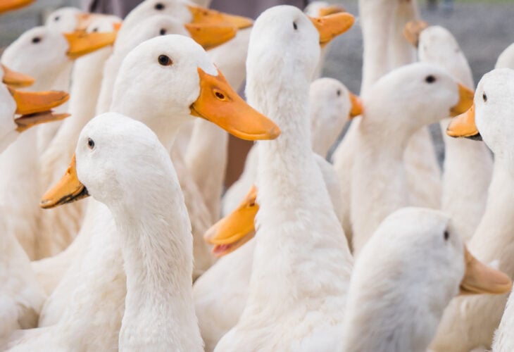 'Horrific abuse' on major UK duck farm prompts prosecution calls