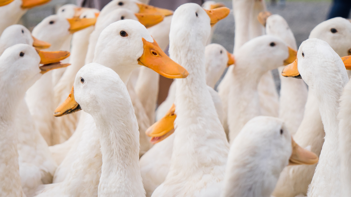 'Horrific abuse' on major UK duck farm prompts prosecution calls