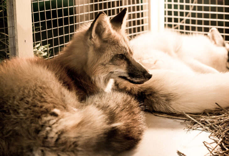 UK government debates ban on fur sale and import