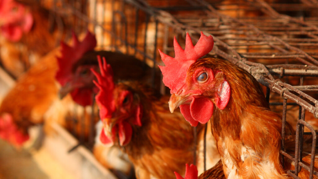 The Beatrice Bill is set to improve welfare by removing cages for laying hens