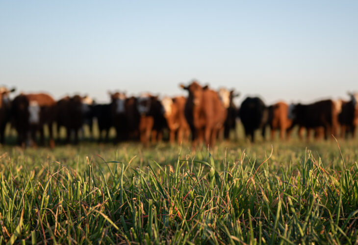 Meat industry leaders kick back ahead of sustainable UN food summit