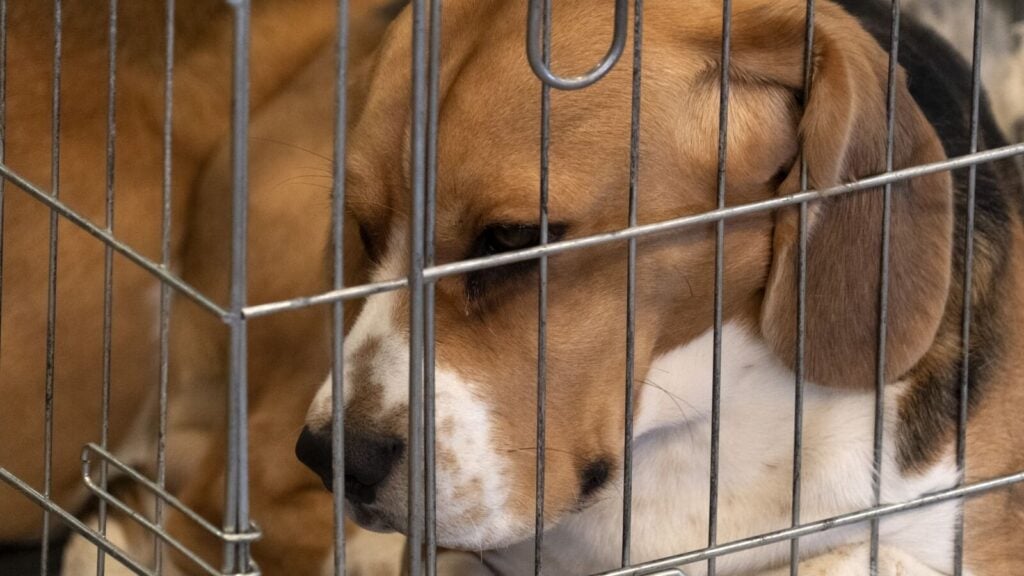 beagle dog in a cage for animal tests