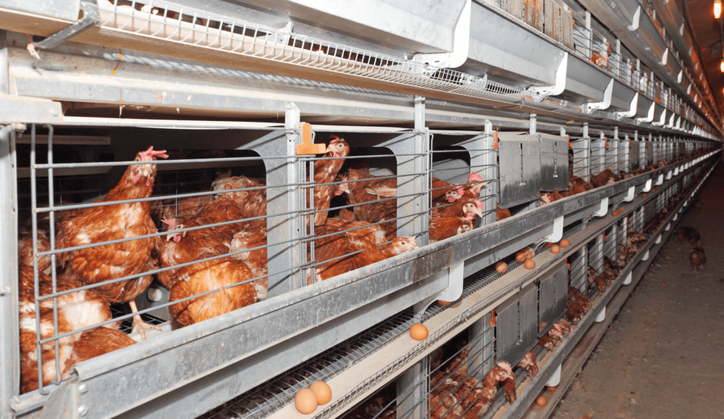 Whistleblower Reveals ‘Harrowing’ Animal Cruelty At New Zealand Egg Farm