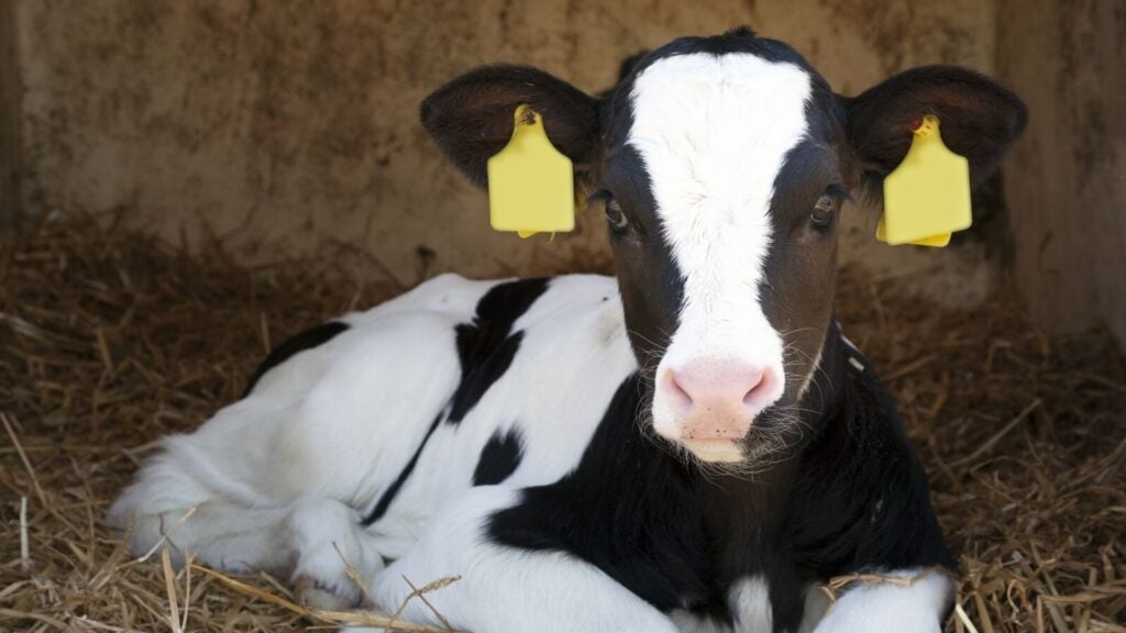 A young cow on a dairy farm, which generate huge amounts of carbon and other emissions