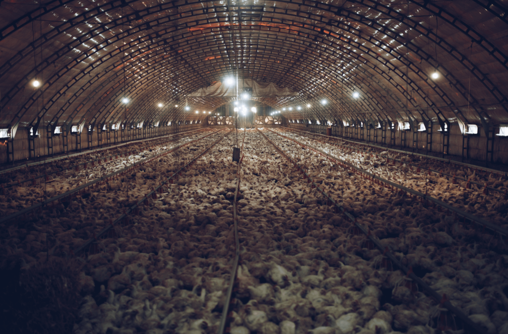 chickens crowded in a factory farm being raised for meat