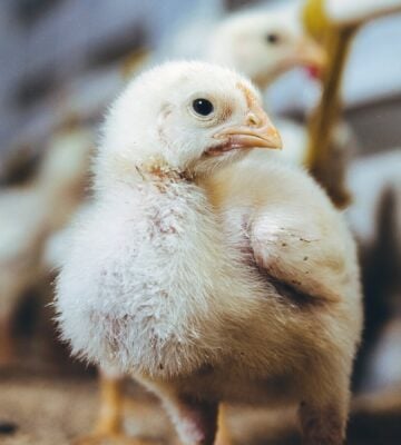 Leading Chicken Producer Accused Of ‘Horrific’ Animal Cruelty Following Undercover Investigation