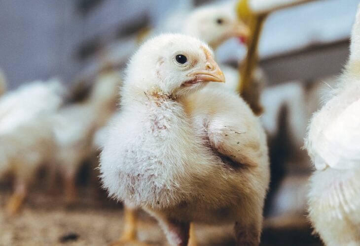Leading Chicken Producer Accused Of ‘Horrific’ Animal Cruelty Following Undercover Investigation