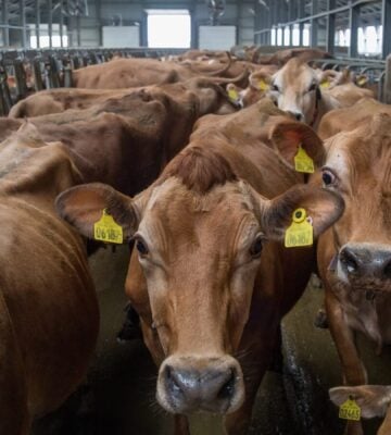 Cows crowded in a factory farm being raised for meat