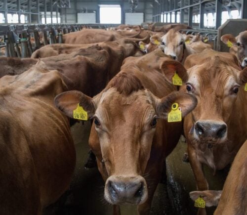 Cows crowded in a factory farm being raised for meat