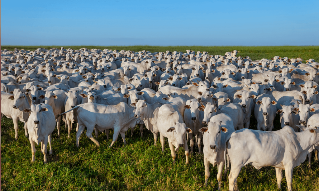 A herd of cows, the species responsible for the most food-related emissions