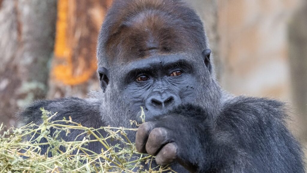 gorilla kept captive at a zoo