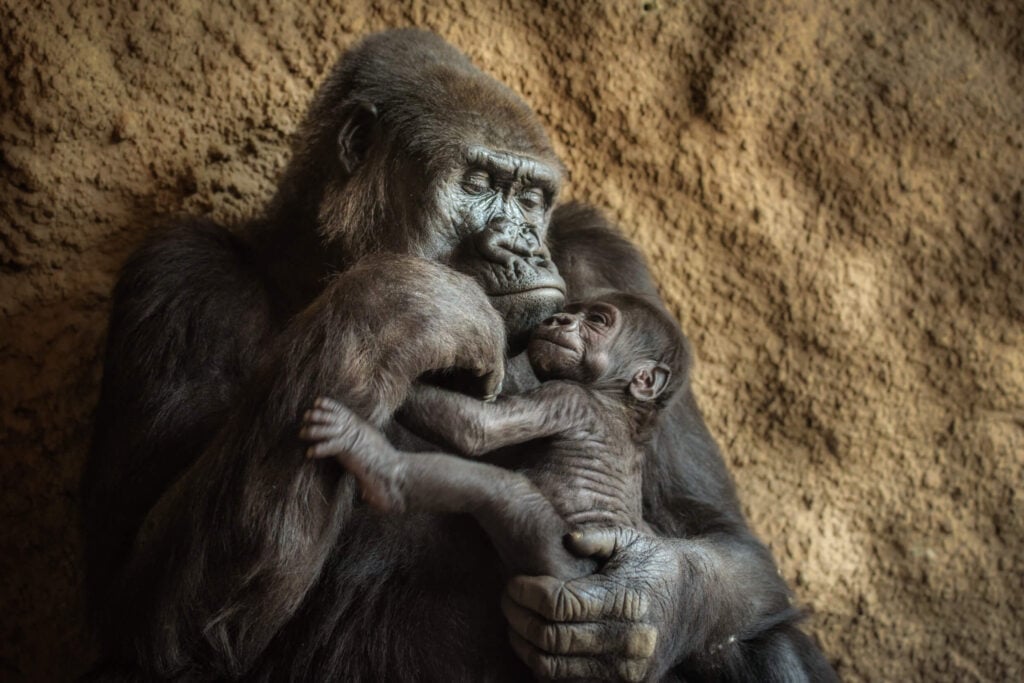 gorilla kept captive at a zoo