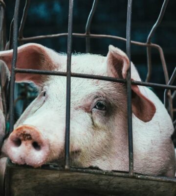 pig in a cage on a factory farm