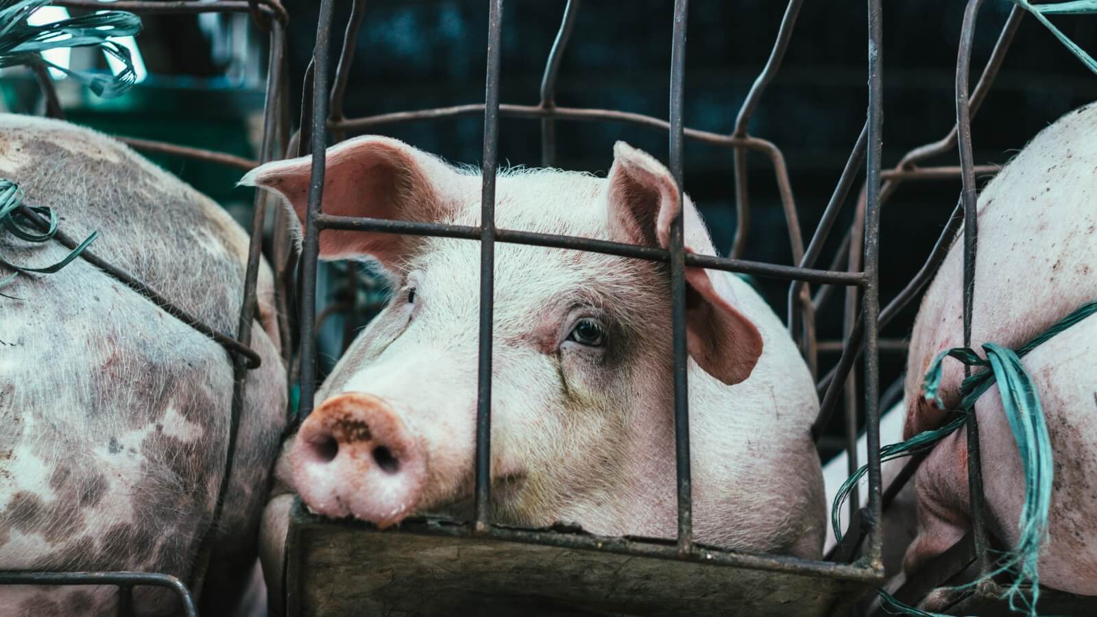 pig in a cage on a factory farm