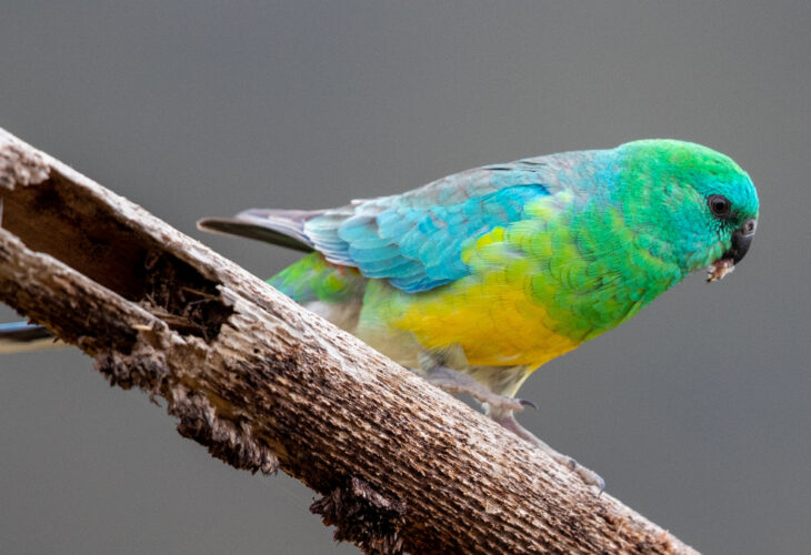 Scientists claim animals are shapeshifting, evolving body parts to help expend heat to meet global warming demands amid the climate crisis
