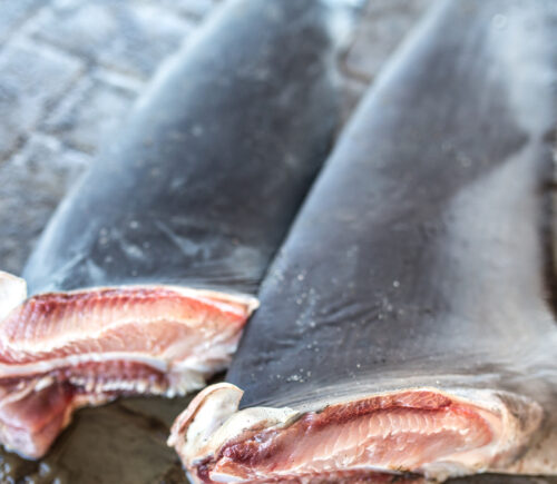 Shark fin ban to be introduced by the UK government to protect marine life