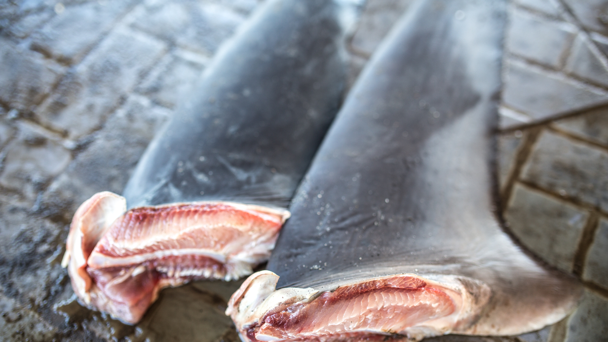 Shark fin ban to be introduced by the UK government to protect marine life