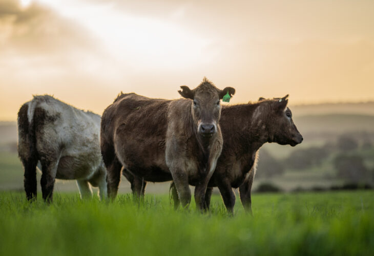 Beef industry tactics identified by think tank Faunalytics